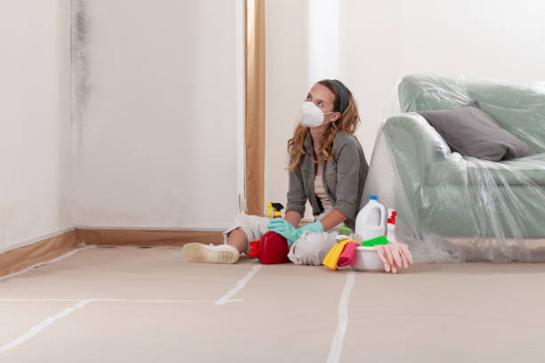 Trusted Black Mold Removal service in New Brunswick, NJ - Cheap Mold Removal