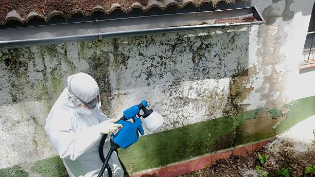 Trusted Commercial Mold Remediation service in New Brunswick, NJ - Cheap Mold Removal
